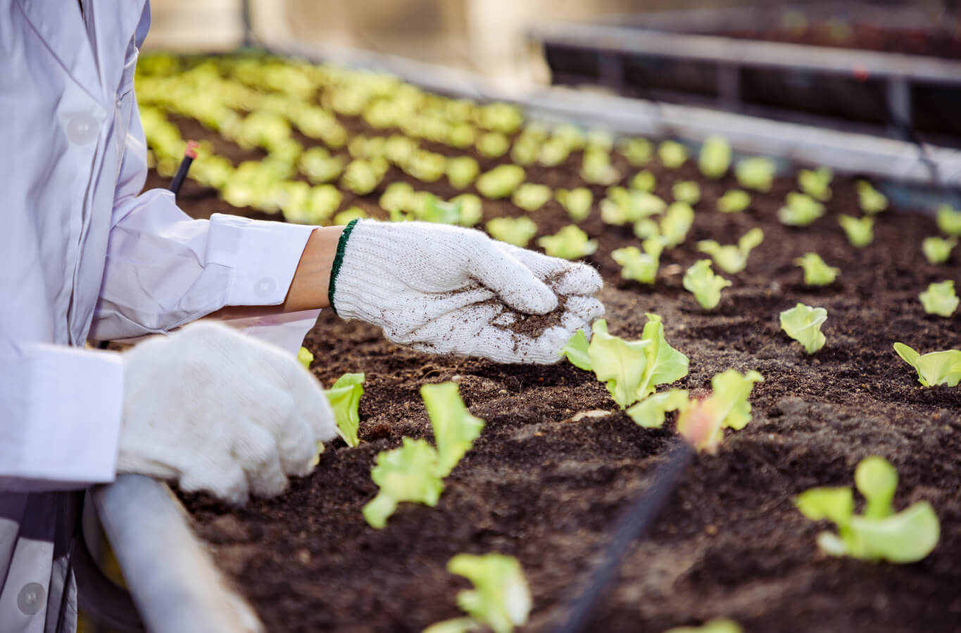 Vertical Farming Is Taking Off In U.s.a Through Education